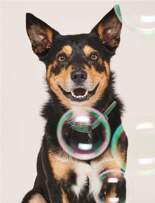 HUGO BLEND Spray Natuurlijke Verzorgingsproducten honden