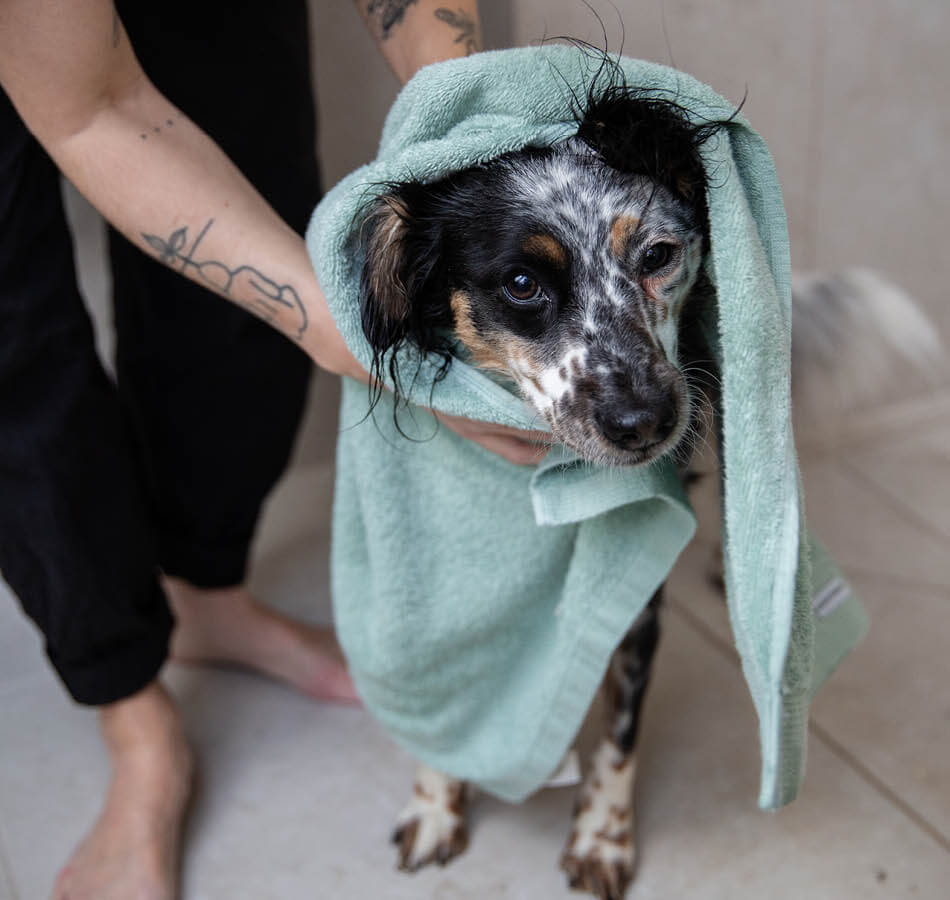 Hond wordt afgedroogd met handdoek