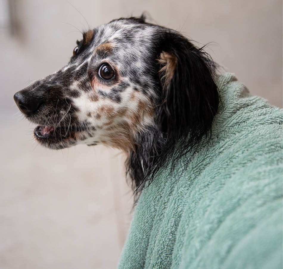 Hond met handdoek op rug