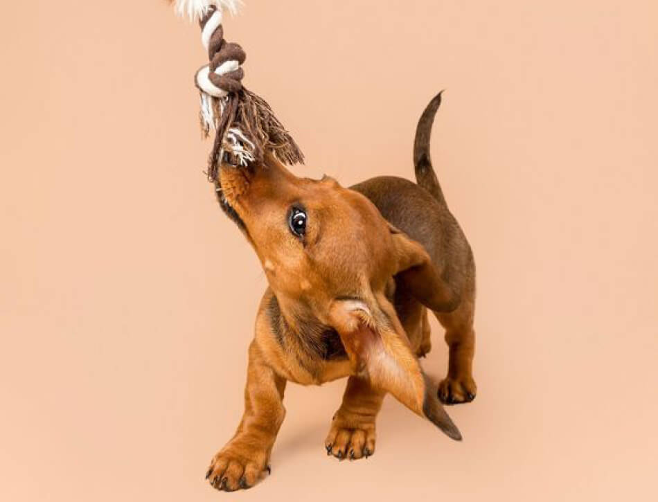 Spelen puppy