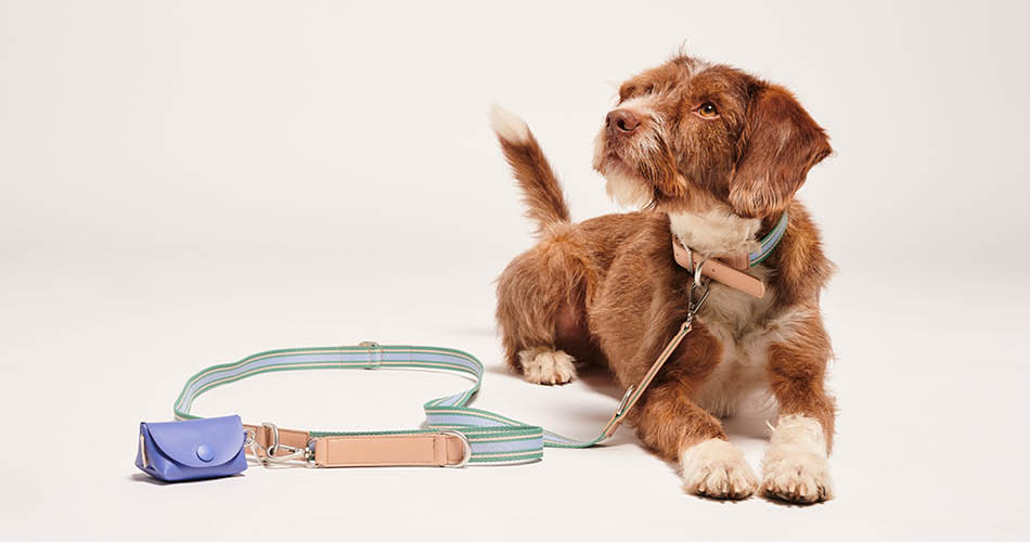 Hond adopteren