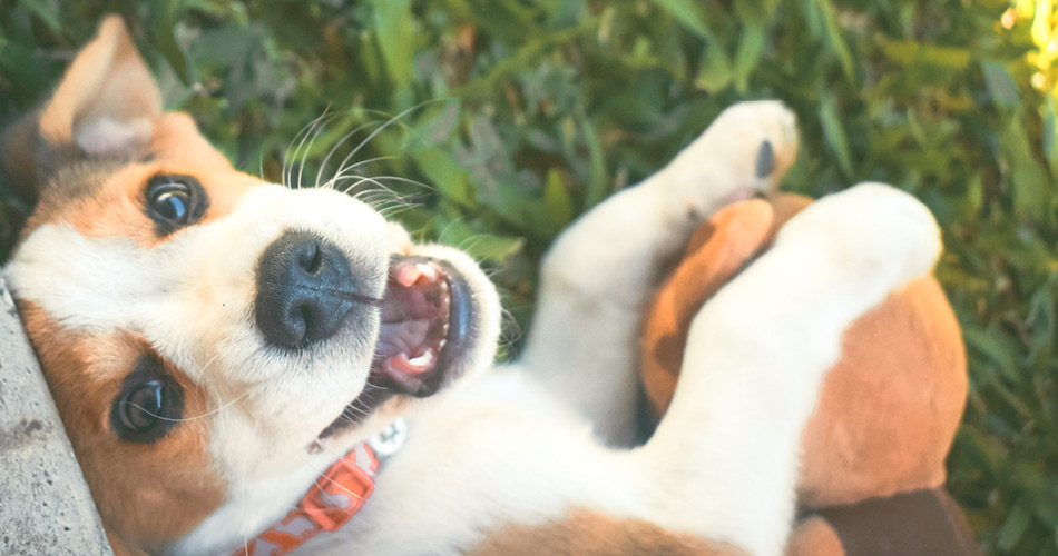 Becks Doorzichtig operatie Het leukste speelgoed voor puppy's | Top 10 voor kleine honden