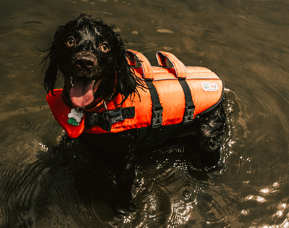 Hond met zwemvest