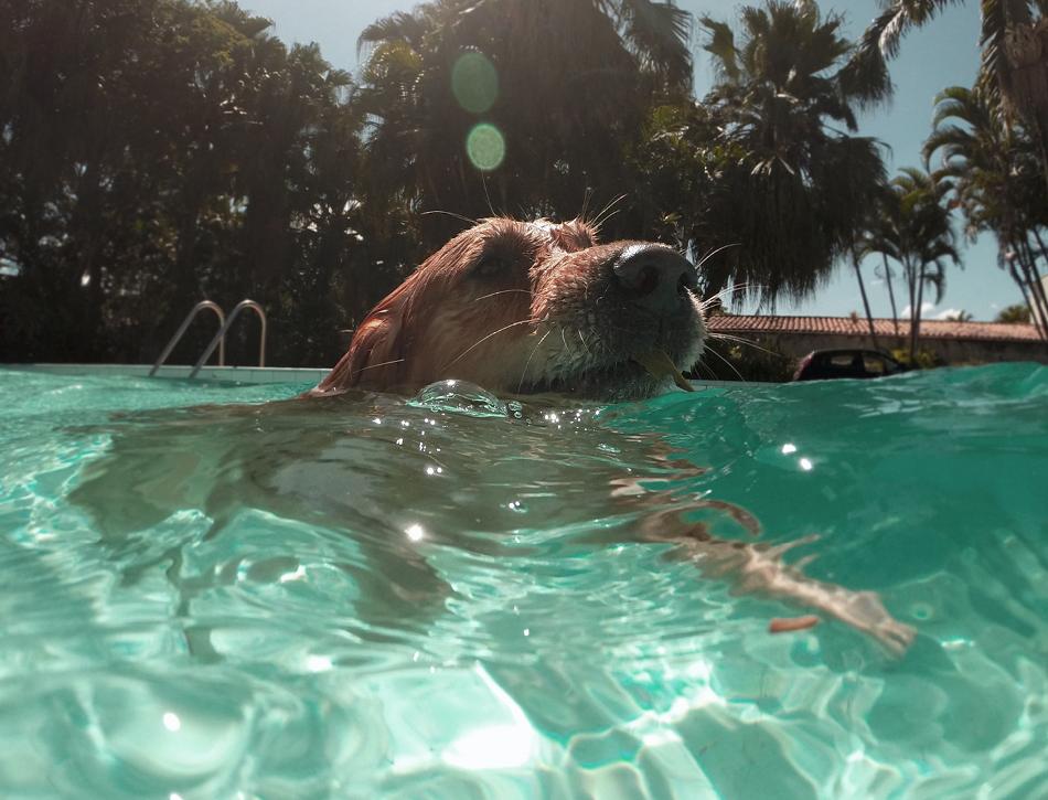 Labrador zwemmen