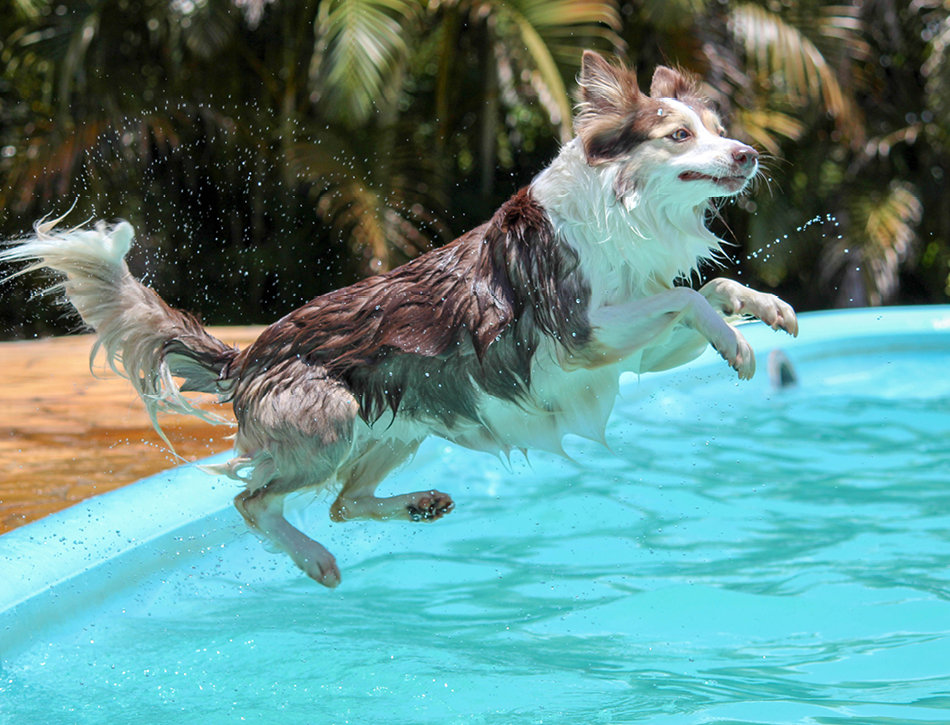 Hond springt in water