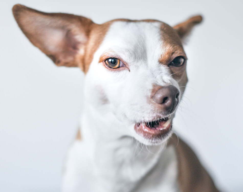 Hond met oren naar achter