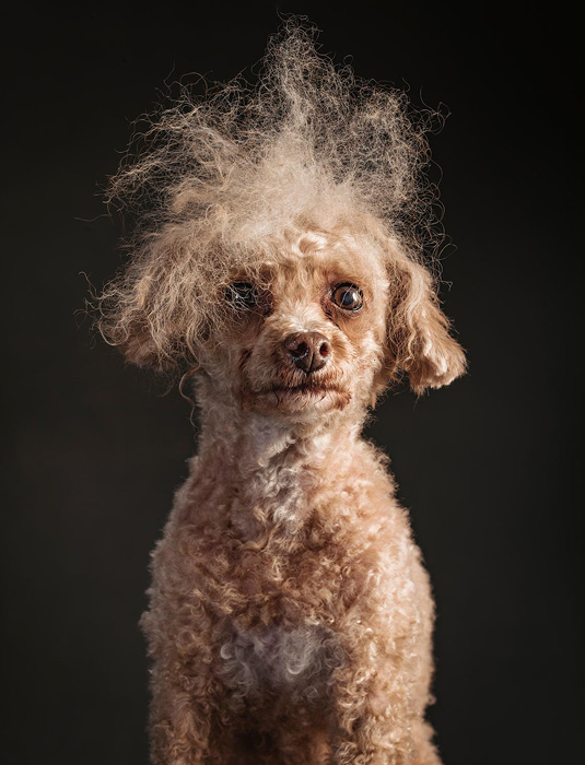 FOTO UIT BOEK THE YEAR OF THE DOGS FOTO UIT BOEK THE YEAR OF THE DOGS