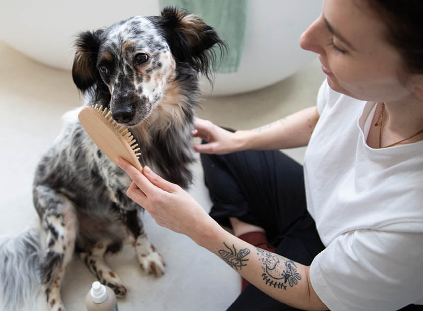 hond met hondenborstel hout