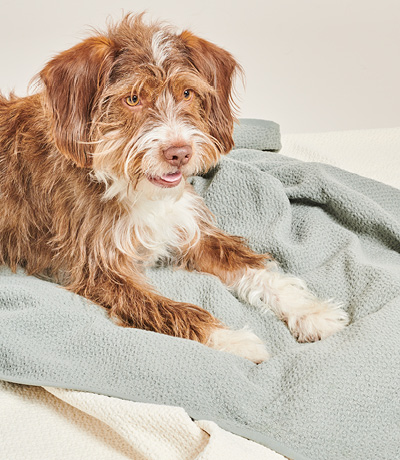 Hond liggend op dekens Hond liggend op dekens