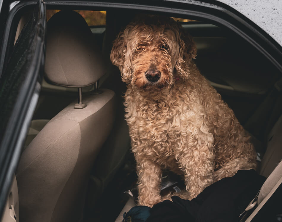 Hond op achterbank