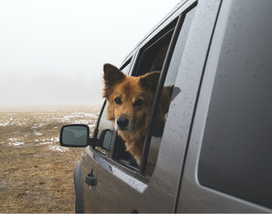 Hond in auto