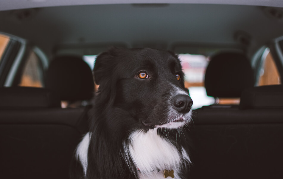 Zwarte hond in auto