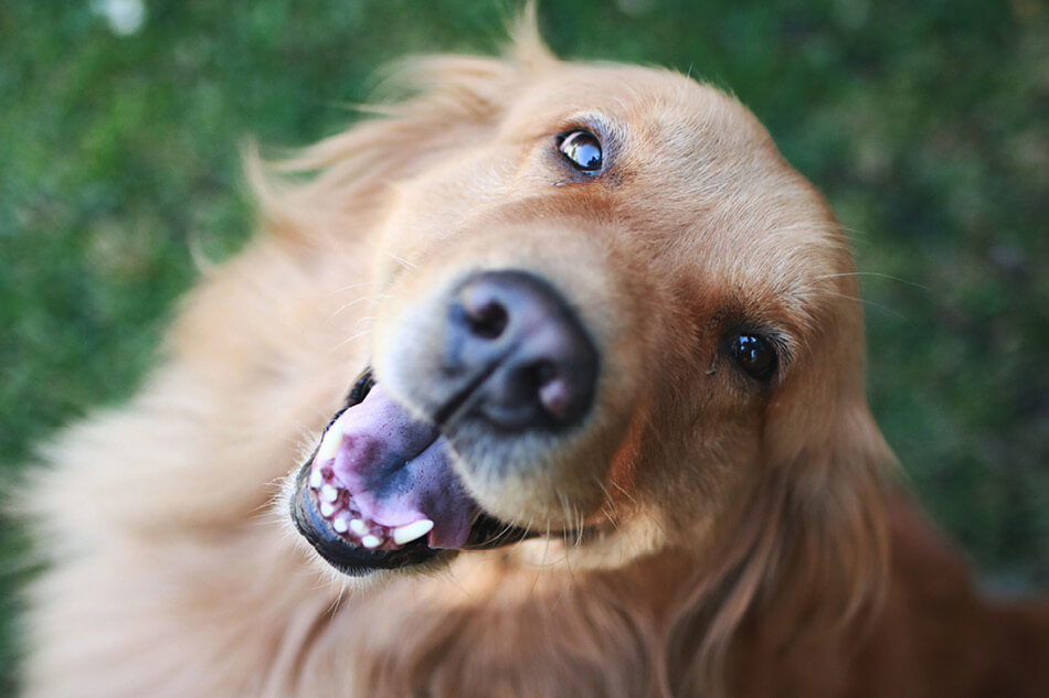 Golden Retriever