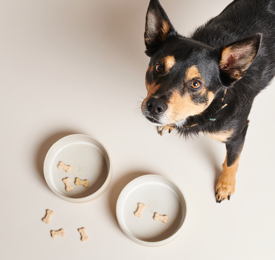 natuurlijke voedingen voor je hond - Leer meer over de voordelen