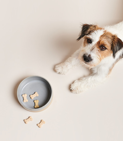 HOND MET GRIJZE VOERBAK HOND MET GRIJZE VOERBAK
