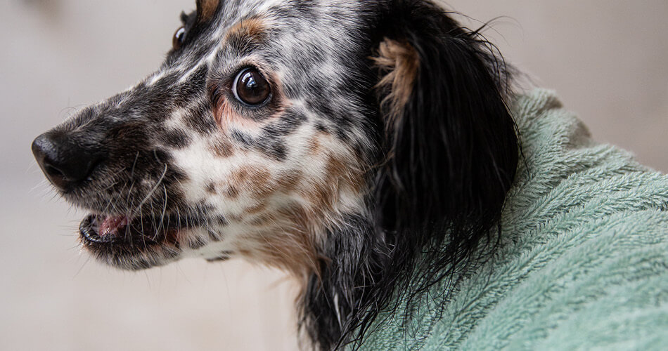 Hondenvacht verzorging - 7 tips