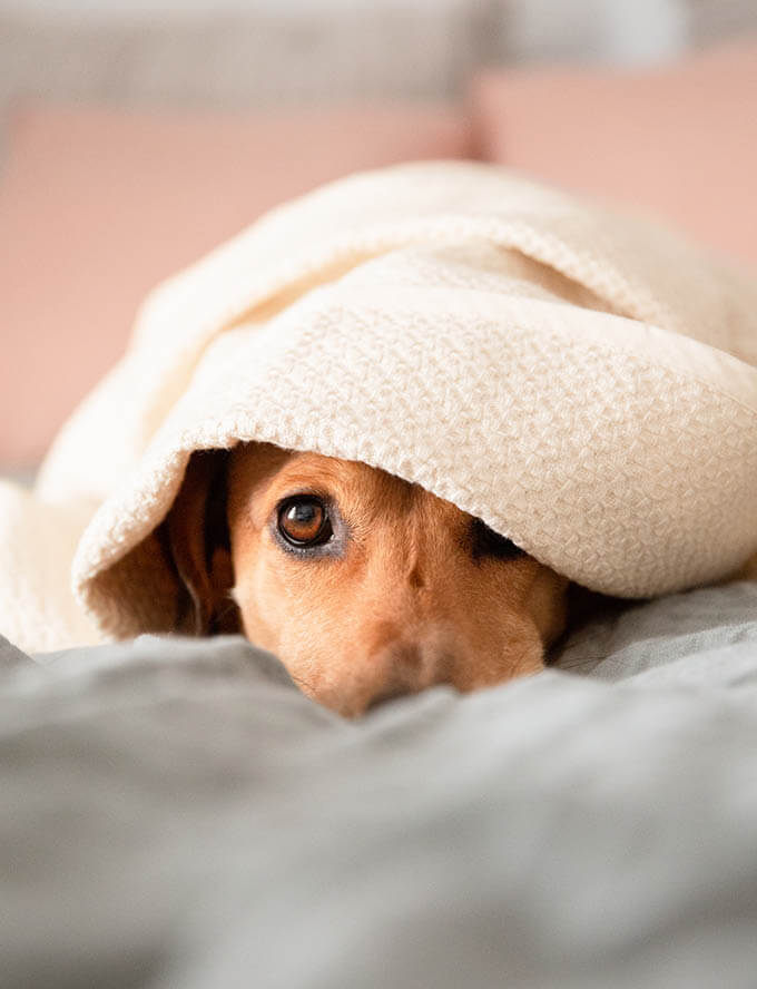 Hond onder witte hondendeken