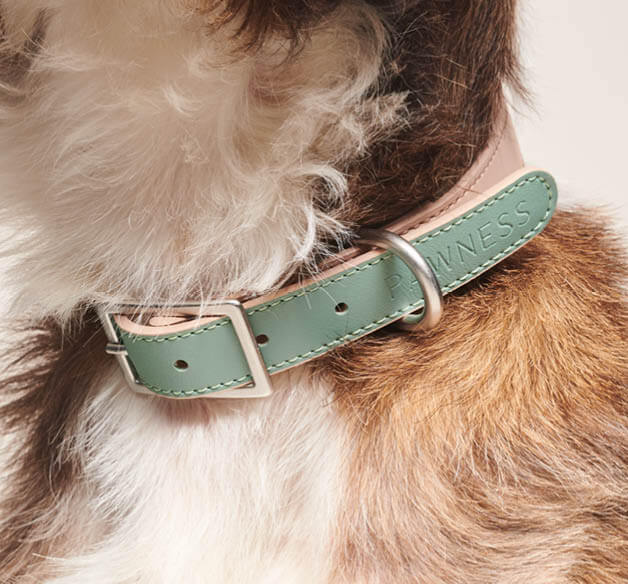 Close up van hond met halsband in emerald