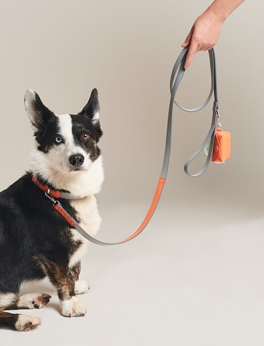 LEASH_ALL COLOURS7