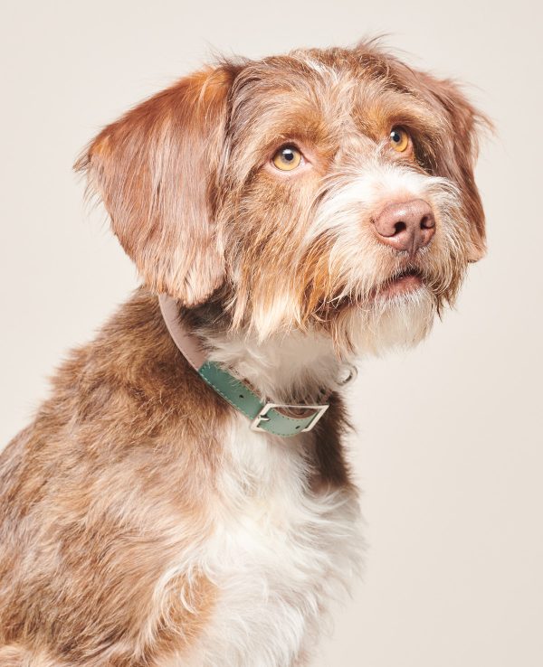 Een bruin-witte hond met een groene halsband.