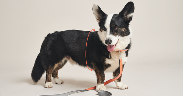 Dog-Image_Harness-size-guide