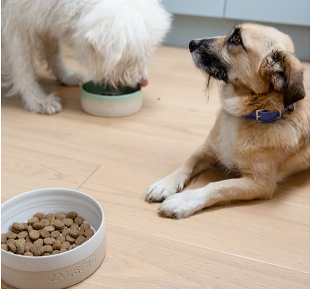 Gepersonaliseerde voerbak met twee honden