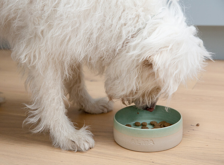 Hond eet uit gepersonaliseerde keramieken hondenvoerbak