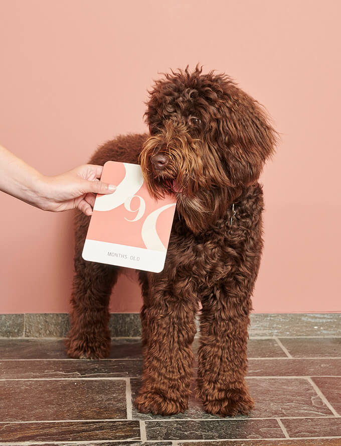 Labradoodle met Puppy mijlpaalkaarten