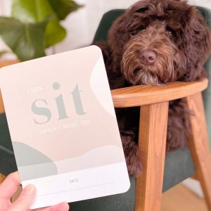 Een hond zittend in een stoel met een "zit en blijf" kaart.