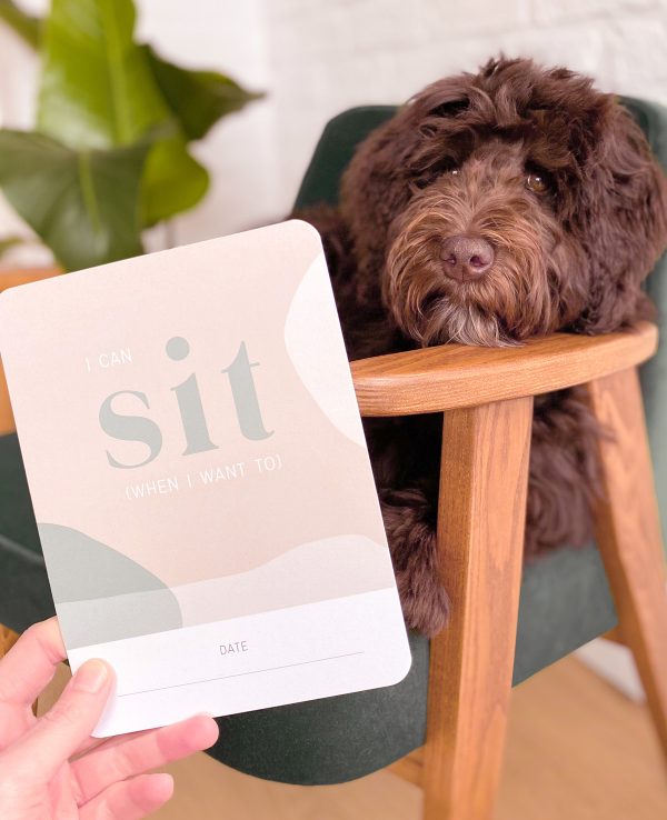 Een hond zittend in een stoel met een "zit en blijf" kaart.