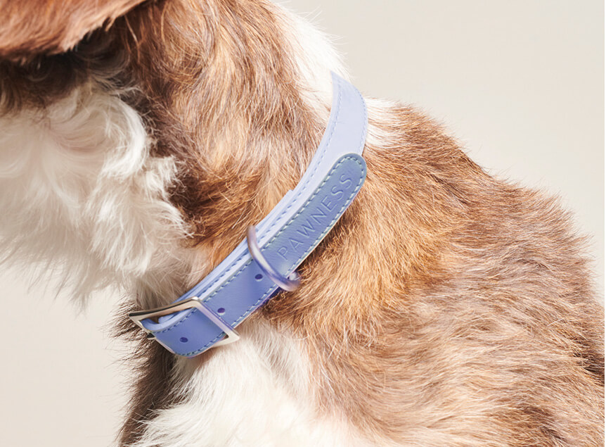 Harness