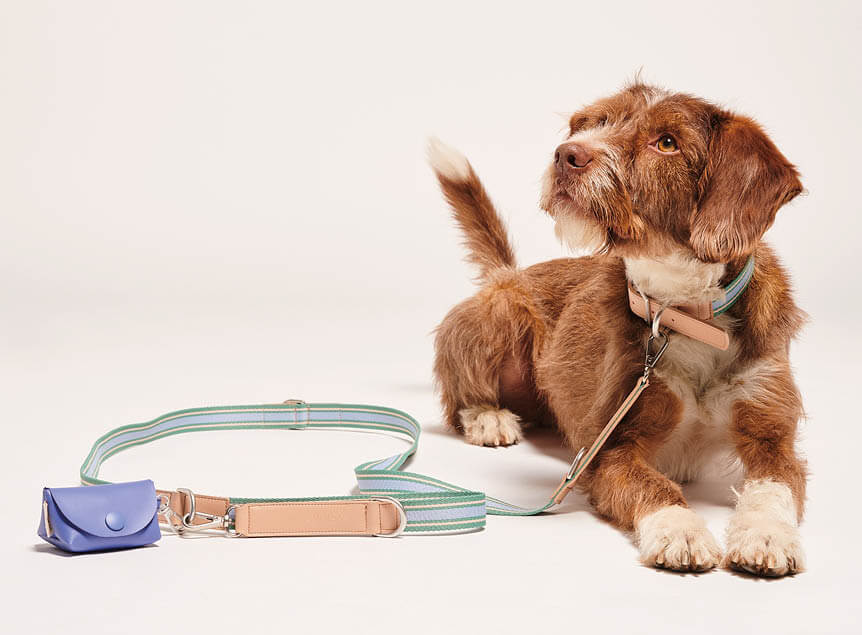 Hond met Hondenhalsband Trix en riem in emerald