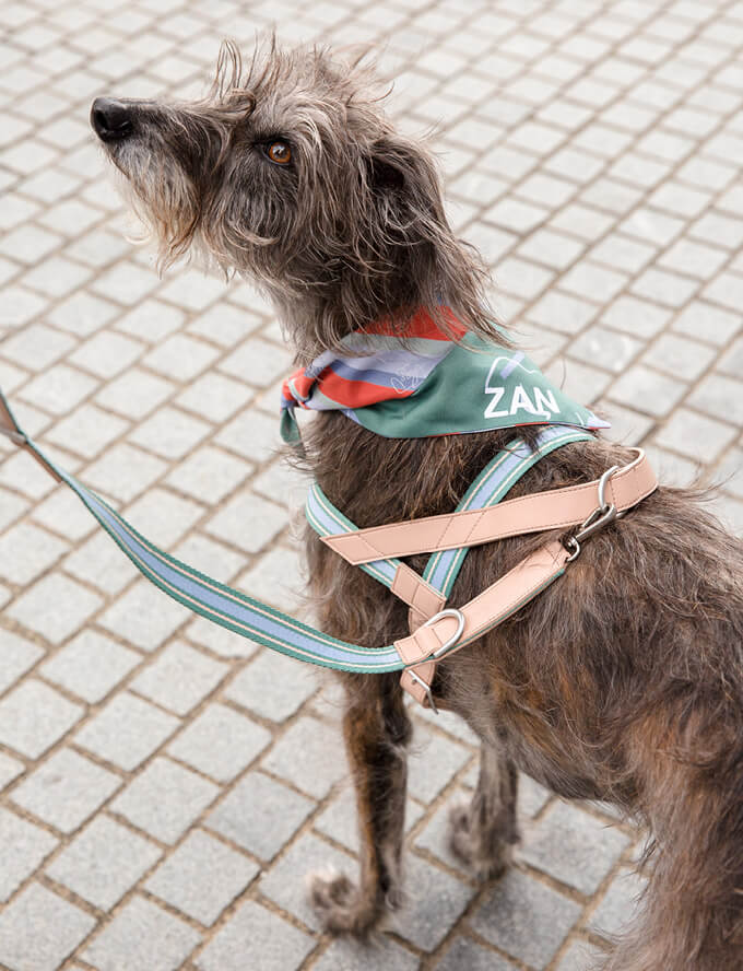 Hond met hondentuigje emerald