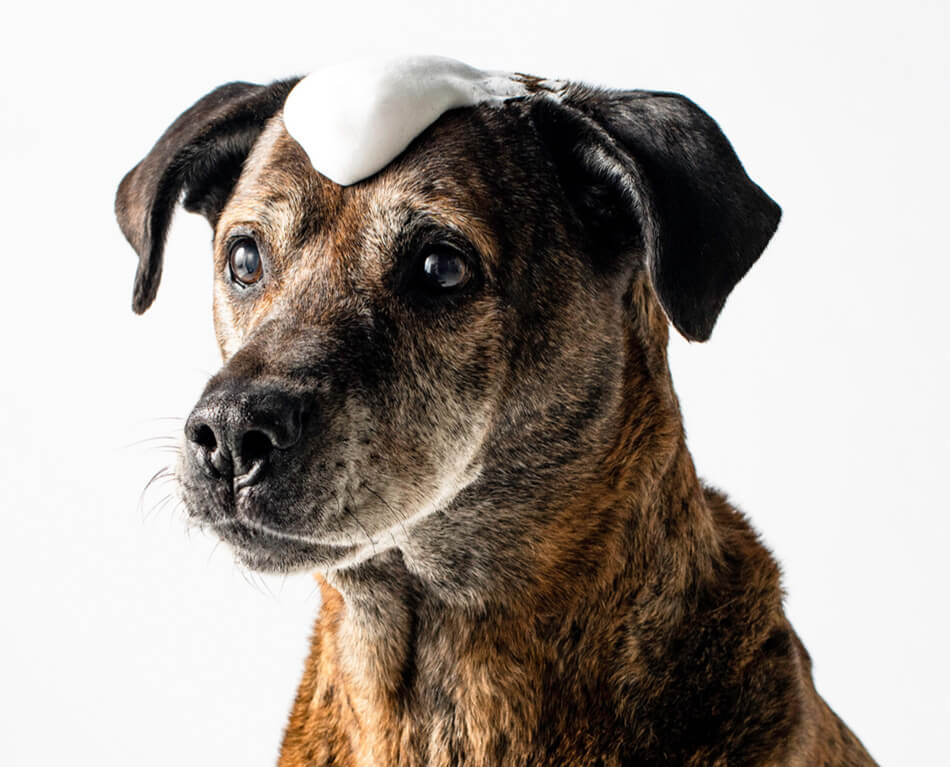 Hondengeur verwijderen met droogshampoo