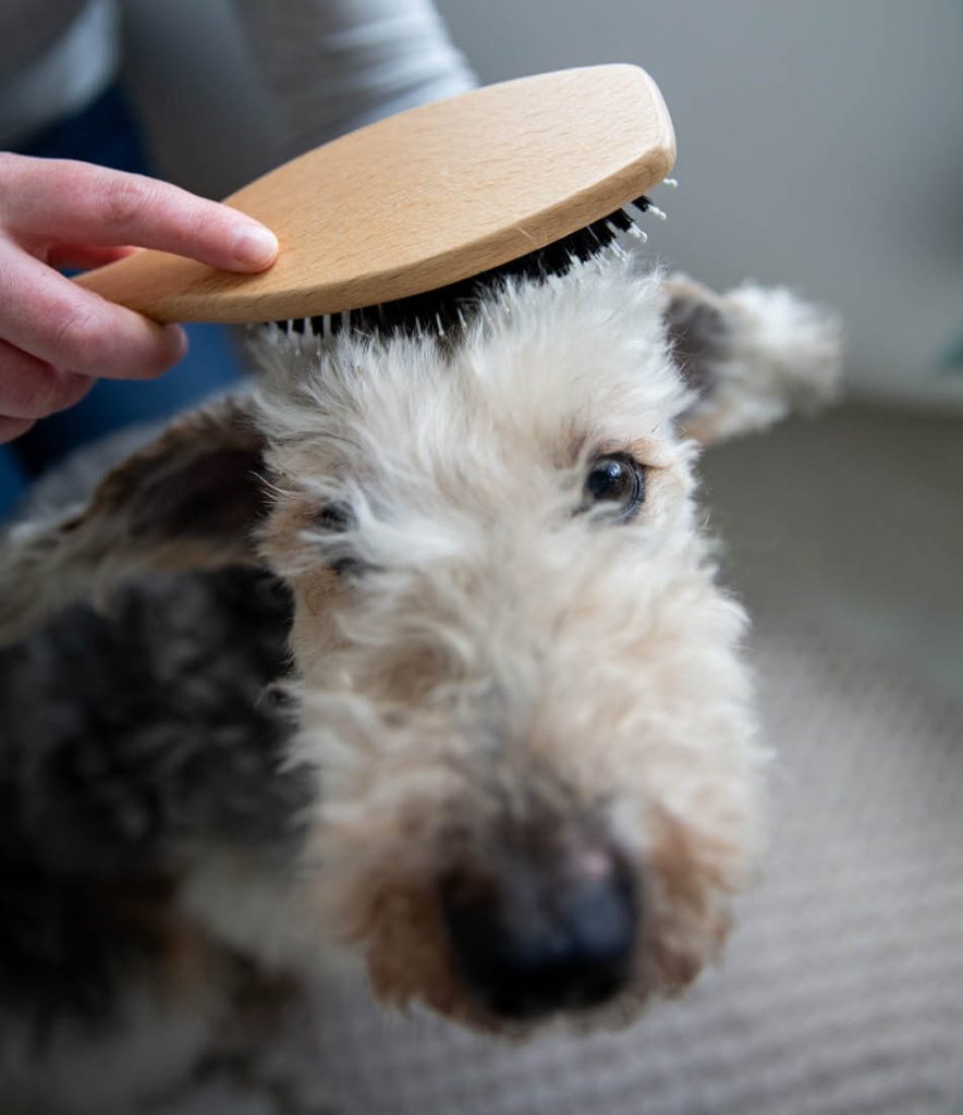 Hond borstelen