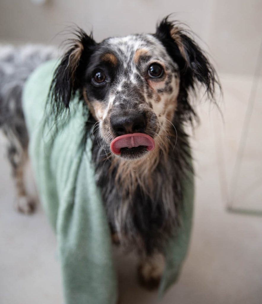 Hond uit douche