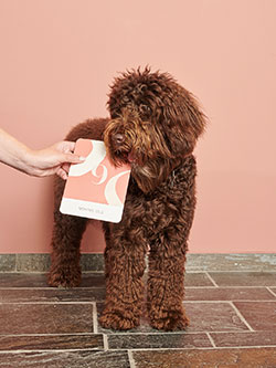 Een bruine hond die naast een vrouw staat die een roze kaart vasthoudt.