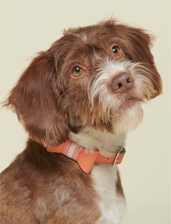 Een schattige bruine hond met een roze halsband die poseert voor de camera.