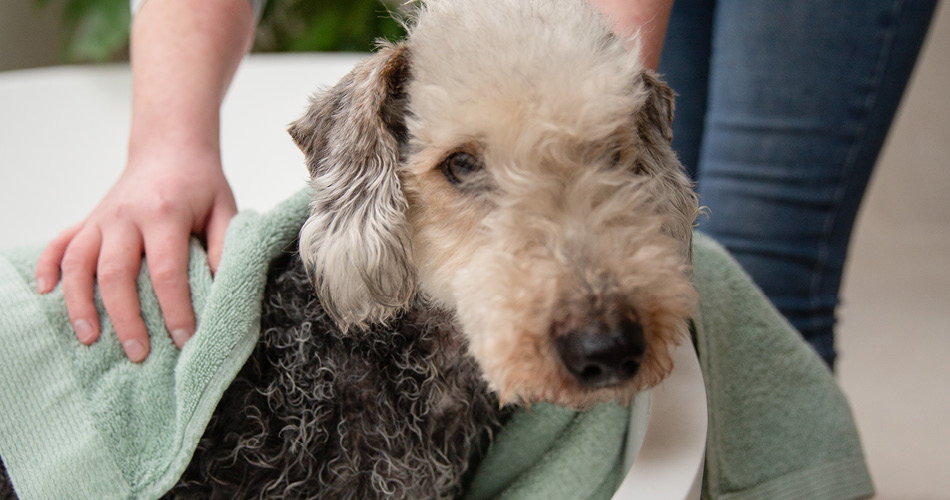 5 Essentiële Lenteverzorgingstips voor je Hond