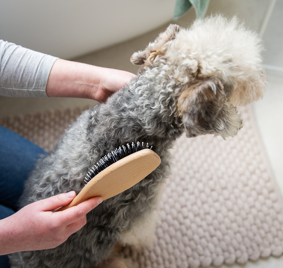 Hond borstelen