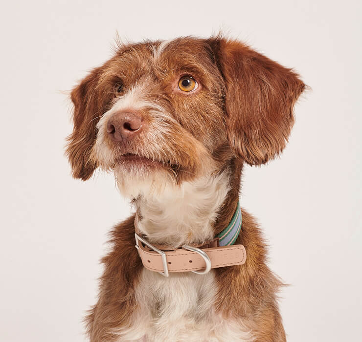 Een bruin-witte hond met een halsband om zijn nek.