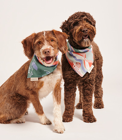 Twee honden met bandana's poseren op een witte achtergrond.