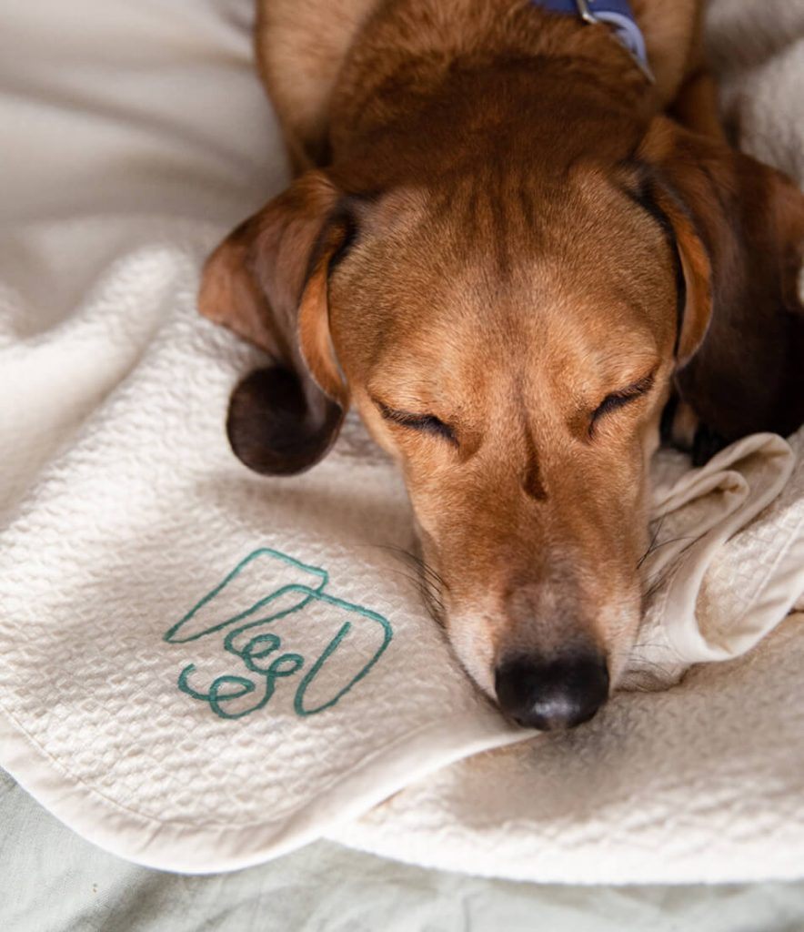 Lenteschoonmaak voor honden - deken