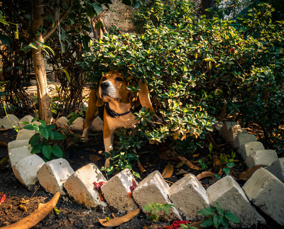 Beagle in de struiken