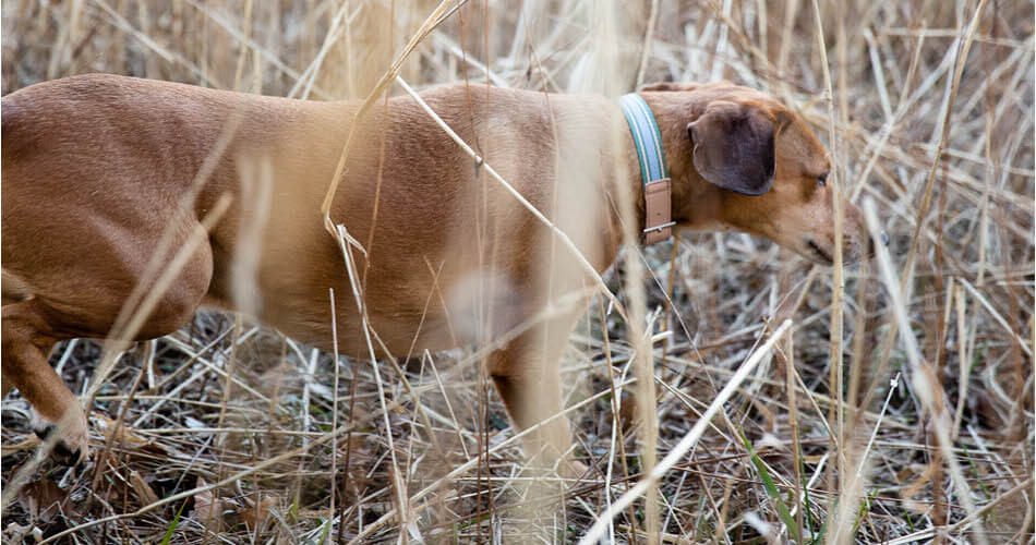 Hond in het hoge gras