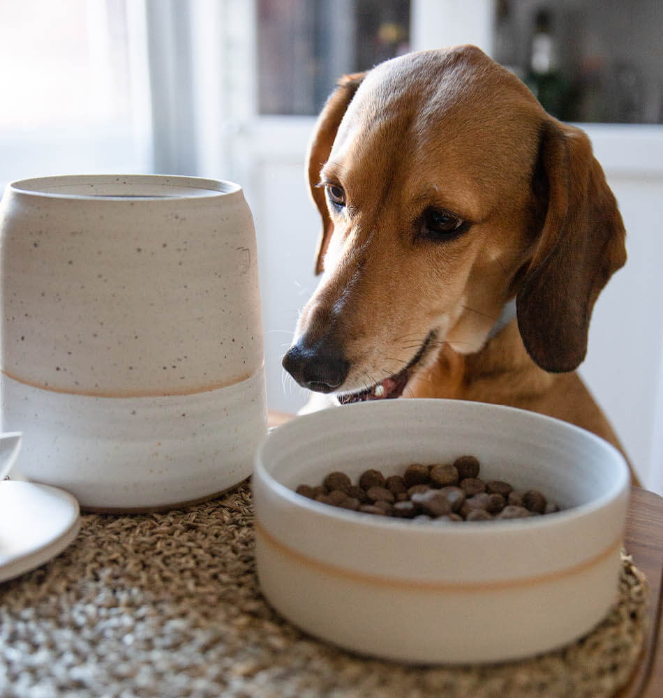 Hond bij koekpot