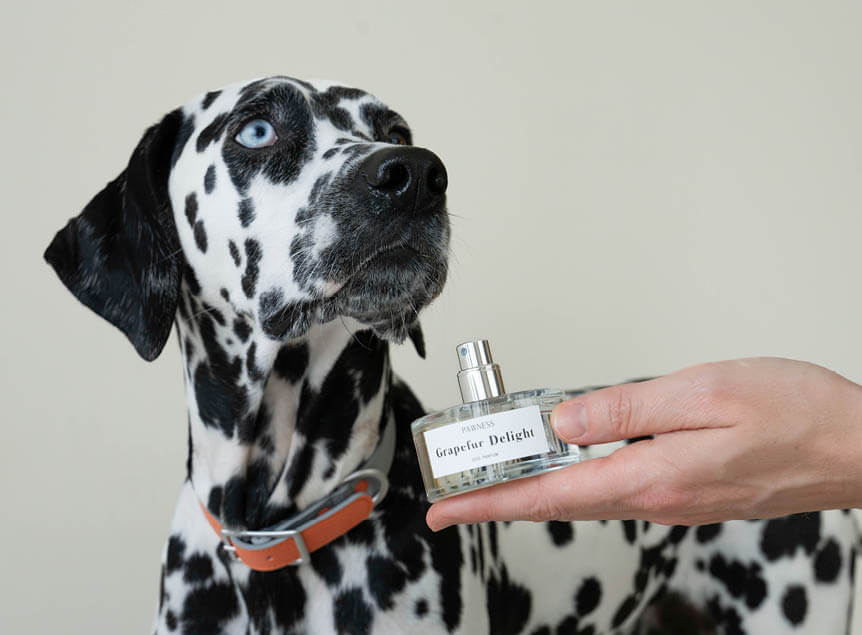 Hond met parfum