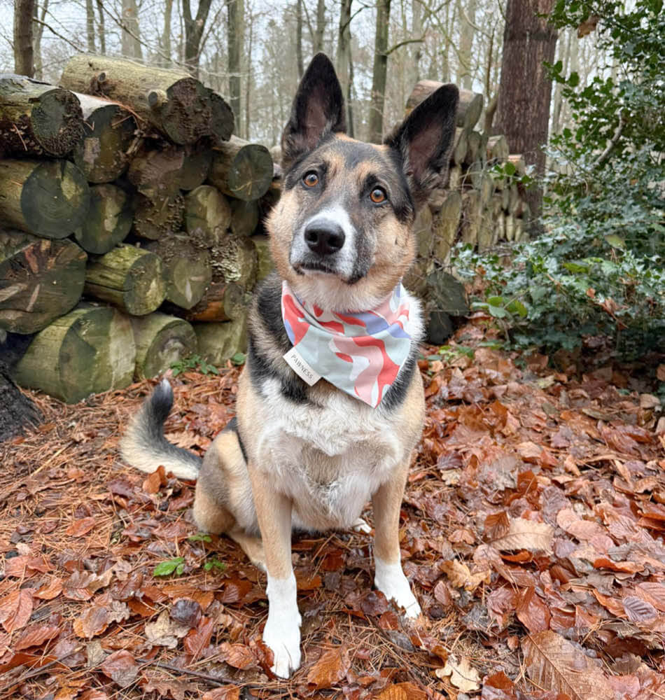 Pippa in het bos