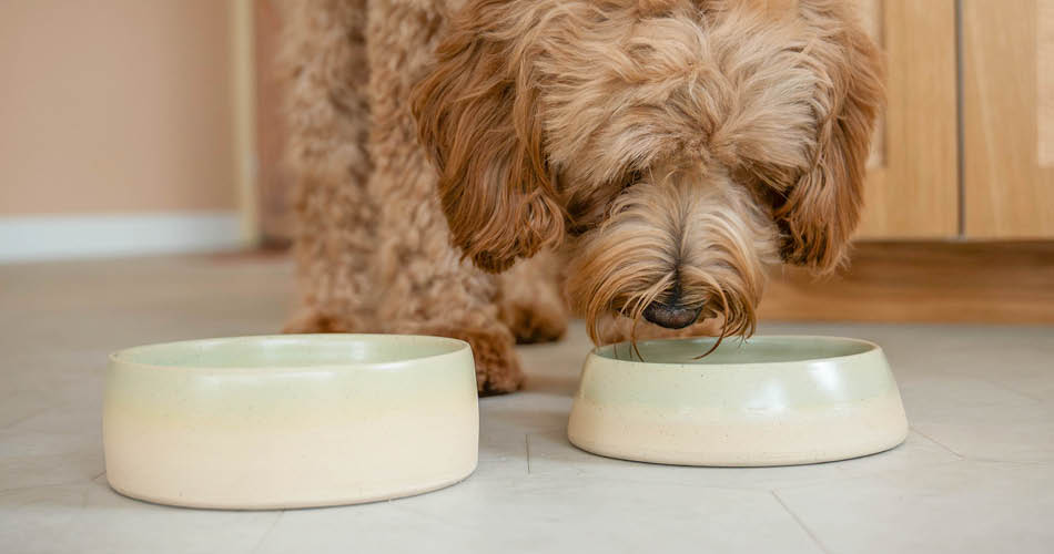 Vezelrijke snacks voor je hond