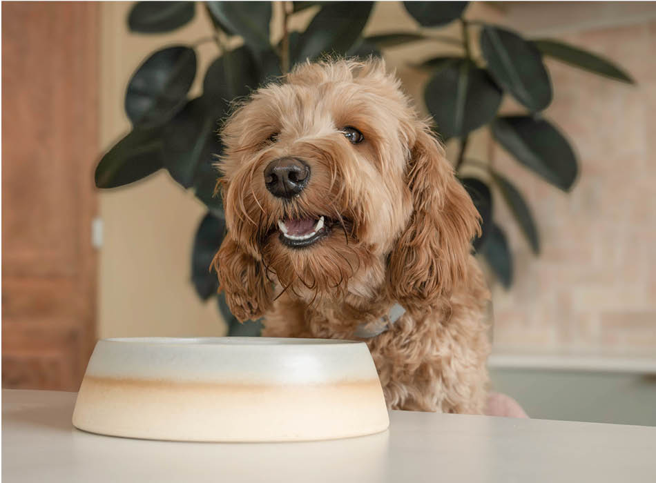 Hond met vezelrijke snacks